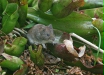 Bank Vole
